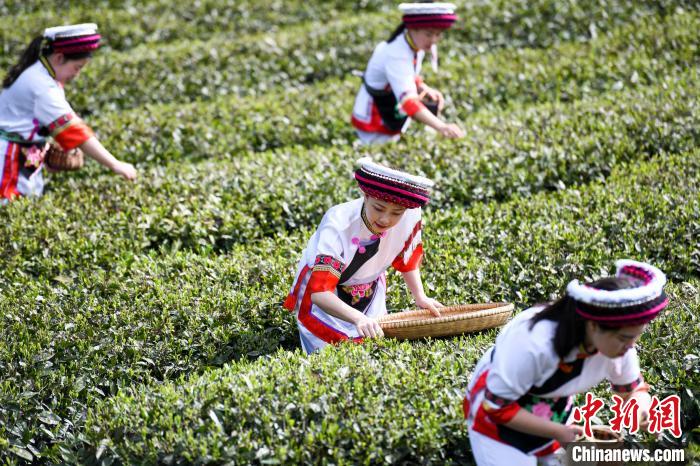 白族村民在茶園采摘。　楊華峰 攝