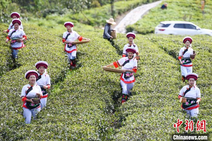 白族村民走進(jìn)茶園采摘。　楊華峰 攝