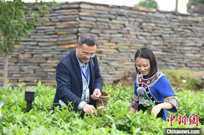 東盟國(guó)家媒體記者在辰龍關(guān)茶園采茶?！钊A峰 攝