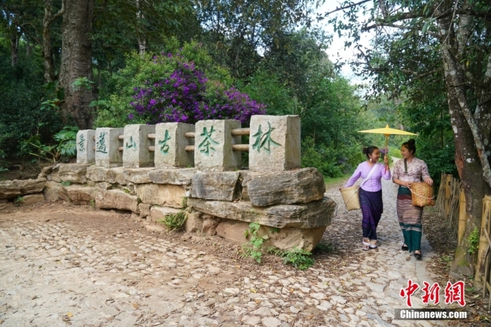 普洱景邁山古茶林文化景觀位于中國(guó)云南省普洱市瀾滄拉祜族自治縣惠民鎮(zhèn)。<a target='_blank' href='/' _fcksavedurl='/'><p  align=