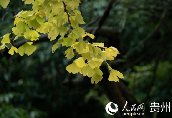 觀山湖公園秋意漸濃。人民網(wǎng) 陽茜攝