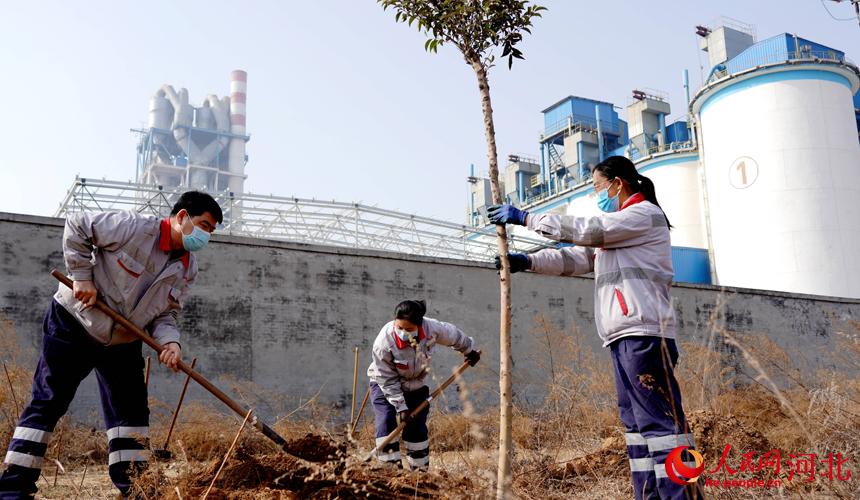 邢臺金隅職工在石邢公路沿線植樹。 宋繼昌攝