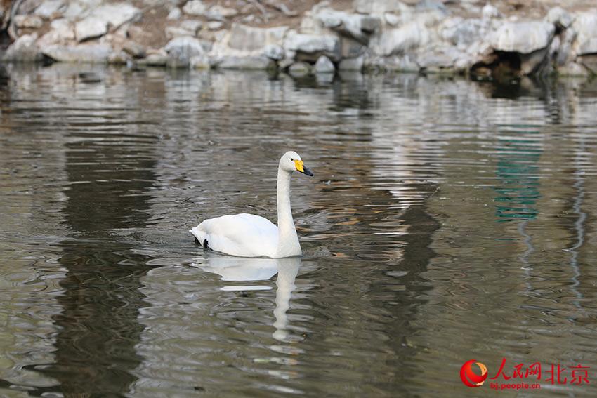 北京動(dòng)物園水禽湖上，水鳥游弋其中，傳遞春的消息。人民網(wǎng) 尹星云攝