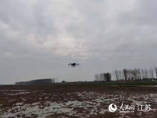 勝利圩高標準農(nóng)田進行無人機水稻播種。陽江鎮(zhèn)供圖