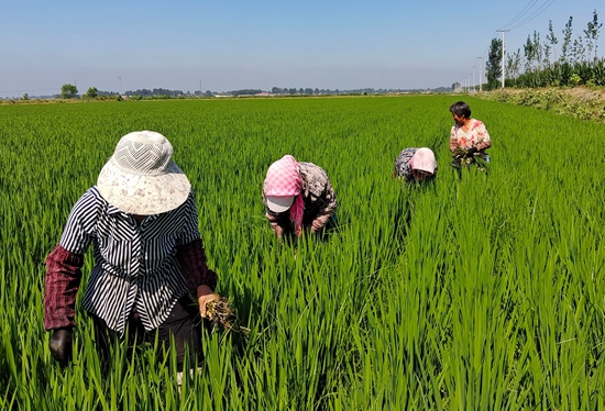 7月15日，農(nóng)民在河北省玉田縣石臼窩鎮(zhèn)王家樓村稻田勞作。 張仁杰攝