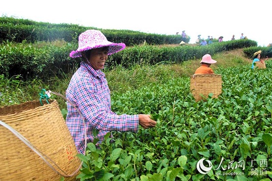 信良村茶葉種植基地里，婦女們?cè)诿χ烧枞~