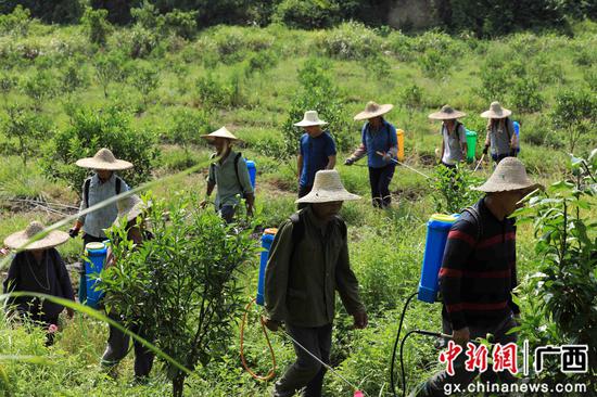 8月18日，在廣西柳州市融安縣大良鎮(zhèn)古蘭村古蘭屯，村民在金桔基地打藥。譚凱興 攝