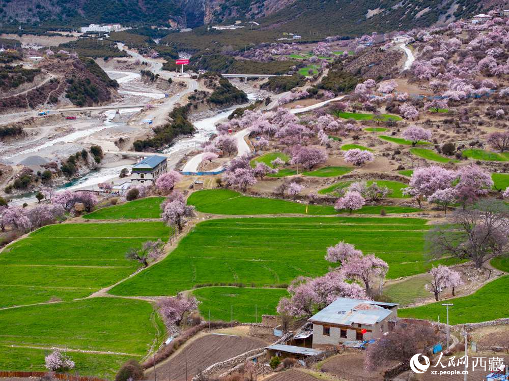 西藏嘉黎：藏北高原桃花開(kāi)出致富好“錢(qián)”景