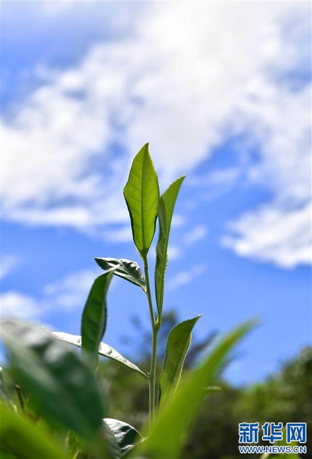 （新華視界）（4）茶香墨脫