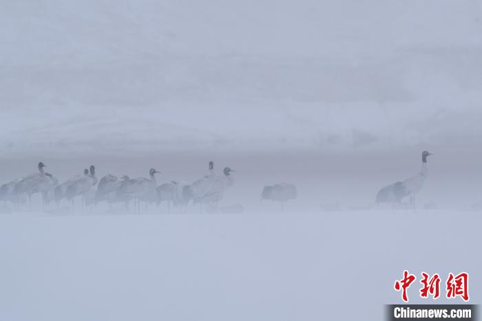 超美！黑頸鶴雪中嬉戲“翩翩起舞”