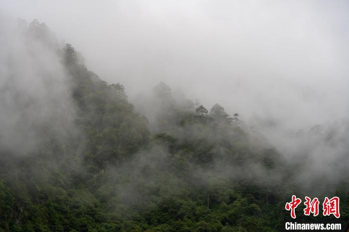 雨后勒布溝的云霧?！〗w波 攝