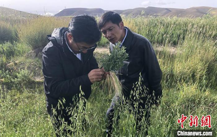 圖為尼瑪扎西(左)在青稞種植地調(diào)研(資料圖)。西藏農(nóng)科院 供圖