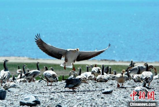 圖為青海濕地生態(tài)。(資料圖) 談林明 攝