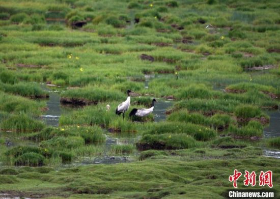 圖為祁連山國家公園青海片區(qū)內(nèi)的黑頸鶴?！∑钸B山國家公園青海省管理局供圖 攝