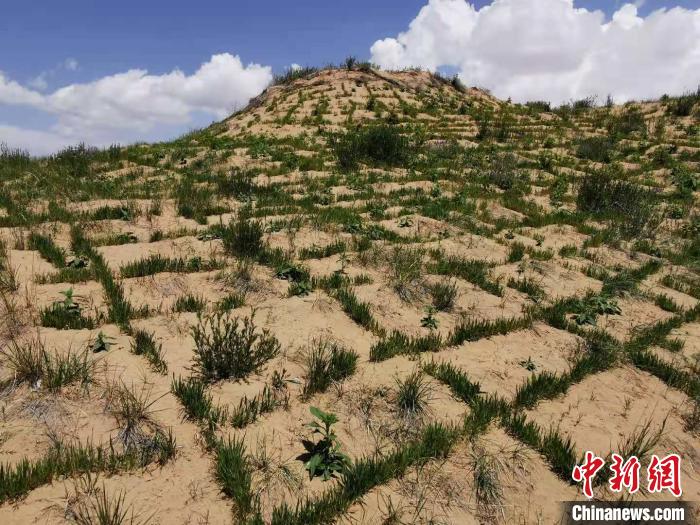 青海湖流域沙化土地綜合治理技術(shù)集成示范