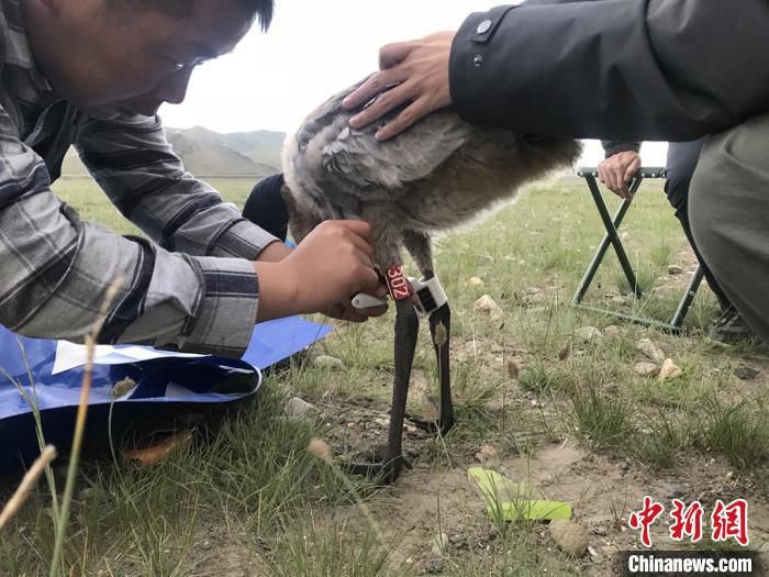 圖為研究人員為黑頸鶴佩戴GPS跟蹤設備。祁連山國家公園青海省管理局供圖