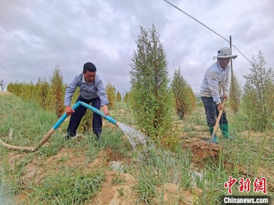 圖為扎西和村民給樹(shù)澆水?！∑钤鲚怼z