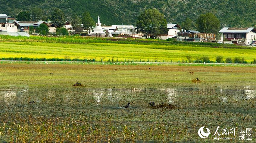 納帕海成為鳥類遷徙停留地。呂昊辰攝