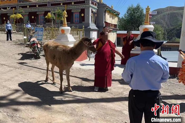 青海警方成功救助國家一級保護(hù)動物白唇鹿