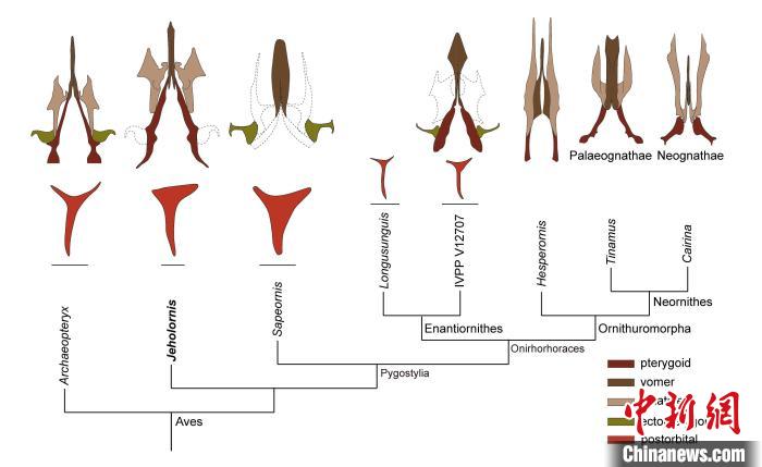 最原始鳥類“熱河鳥”最新研究：嗅覺更好、日行主導