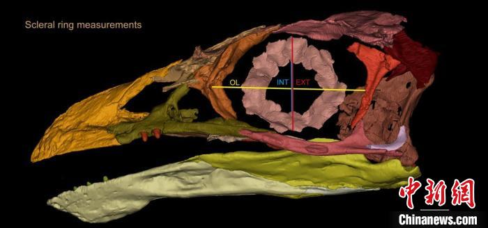 熱河鳥STM3-8化石標本的鞏膜環(huán)復原及測量示意圖。　胡晗 供圖