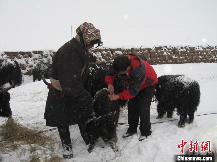 資料圖為研究團(tuán)隊(duì)在達(dá)日縣檢查牛背部皮蠅幼蟲感染情況?！?青海省畜牧獸醫(yī)科學(xué)院供圖