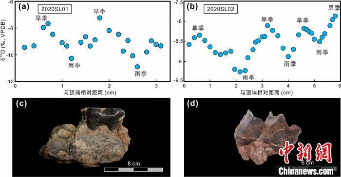 本次研究中的犀牛牙齒化石及氧同位素特征?！≈锌圃呵嗖馗咴?供圖