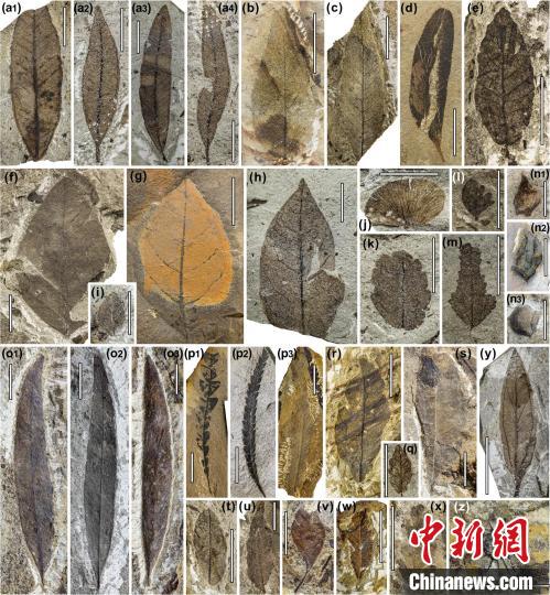 中始新世熱魯化石植物群(4500萬–4000萬年前)?！≈锌圃呵嗖馗咴?供圖