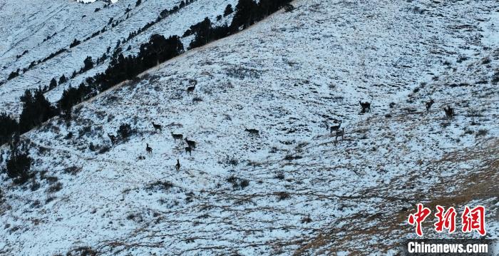 圖為巖羊和馬鹿集體在雪地里休憩?！《继m縣融媒體中心 供圖