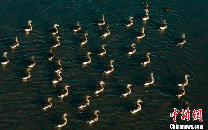 圖為湖中的野生鳥類。　何啟金 攝