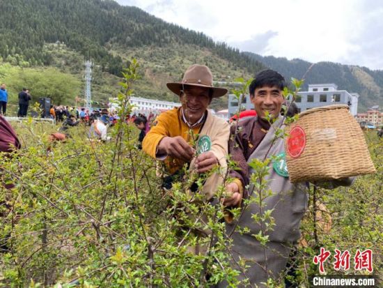 圖為當(dāng)?shù)剞r(nóng)牧民進(jìn)行藏雪茶采摘比賽?！⊥鮿x 攝