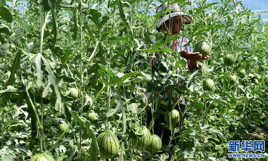 （脫貧攻堅）（1）西藏白朗：蔬菜種植合作社助力農(nóng)民增收