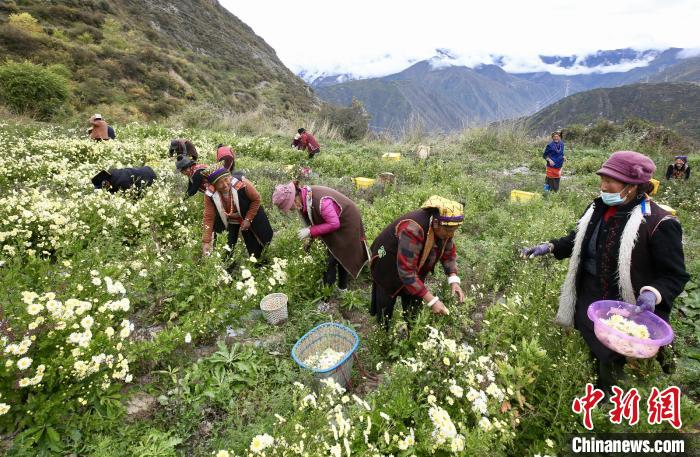 “落戶(hù)”黑水的杭白菊。桐鄉(xiāng)市宣傳部提供