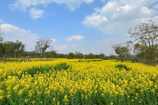 每到油菜花季，就有市民相約到重慶廣陽(yáng)島上踏青賞花。鄒樂(lè)攝