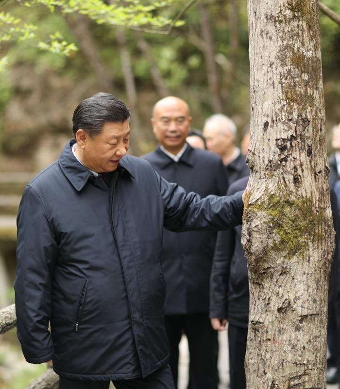 2020年4月20日，中共中央總書記、國家主席、中央軍委主席習(xí)近平在陜西考察調(diào)研。這是習(xí)近平在位于商洛市柞水縣的秦嶺牛背梁國家級自然保護區(qū)，考察秦嶺生態(tài)保護情況。 新華社記者 鞠鵬 攝