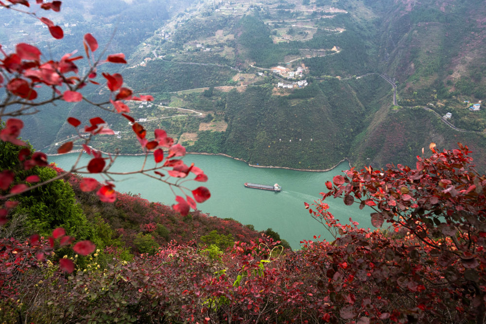 船舶行駛在紅葉掩映下的長江三峽重慶市巫山縣水域（2023年11月30日攝）。新華社記者 肖藝九 攝