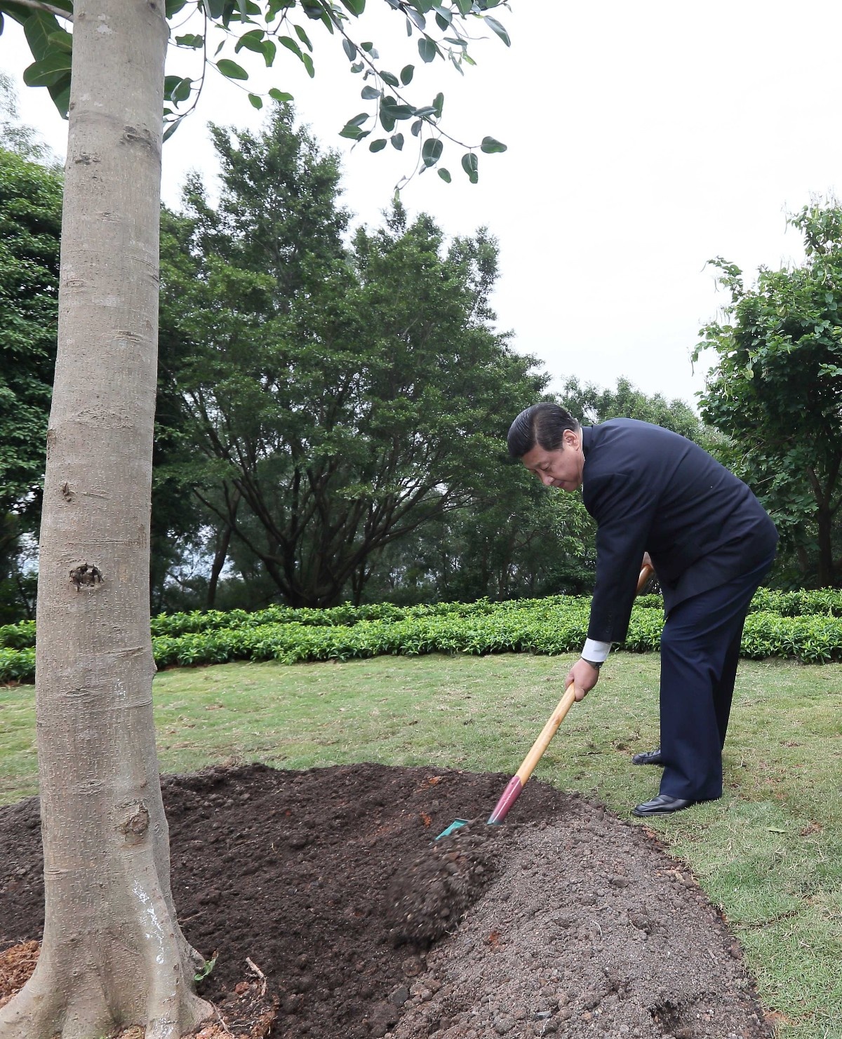 2012年12月8日，習近平在深圳蓮花山公園種下一棵高山榕樹。