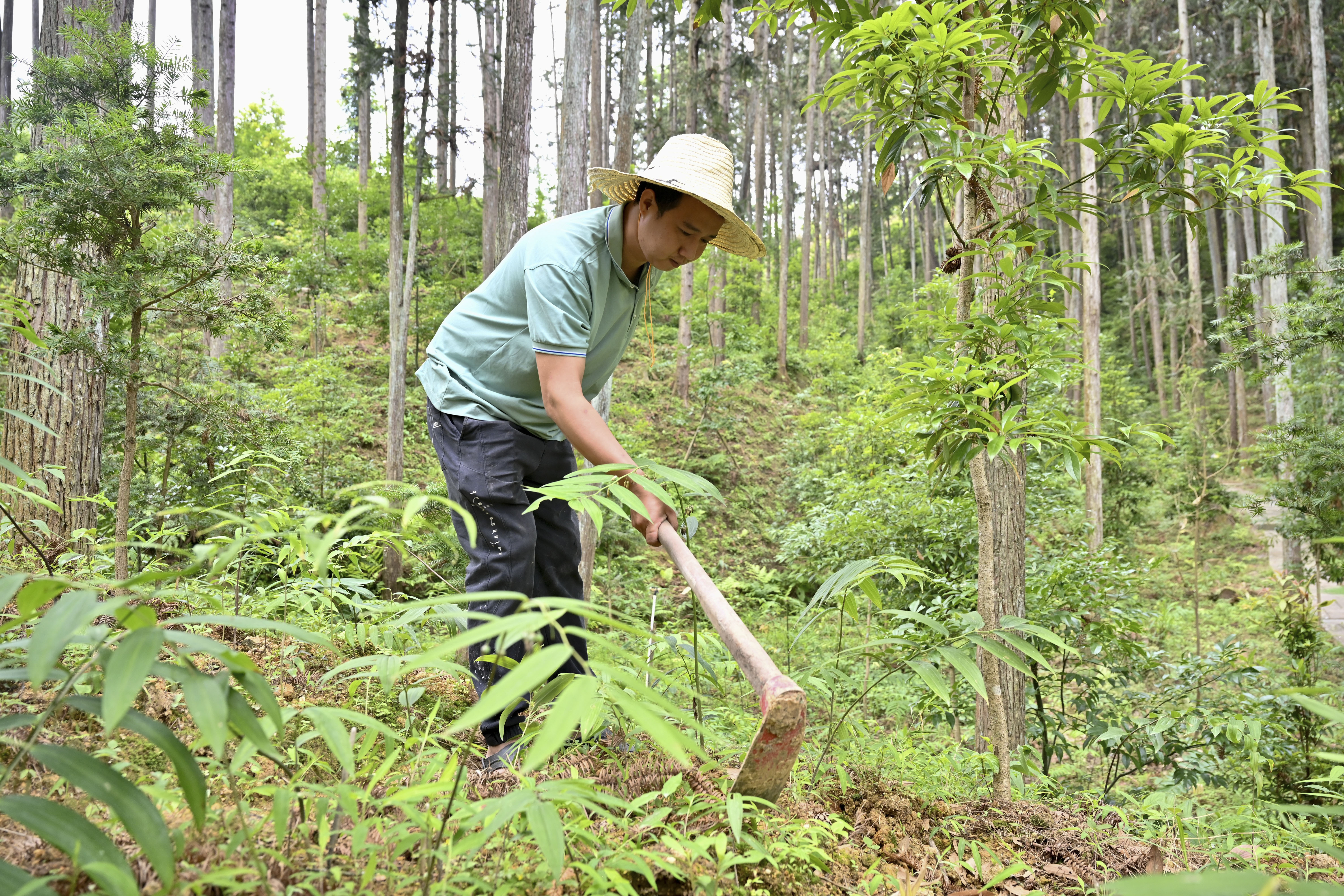 2024年5月9日，福建省三明市馬巖林下經(jīng)濟種植示范基地工人在管理林下種植的多花黃精。