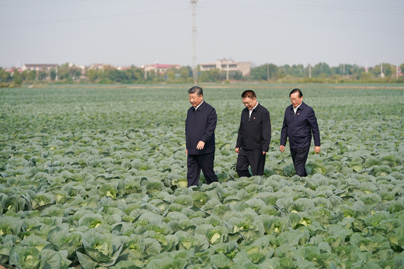 2024年11月5日，習(xí)近平總書記在湖北嘉魚潘家灣鎮(zhèn)十里蔬菜長廊考察。