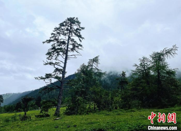 6月10日，魯朗小鎮(zhèn)高山牧場景區(qū)風(fēng)光?！∪轿木?攝