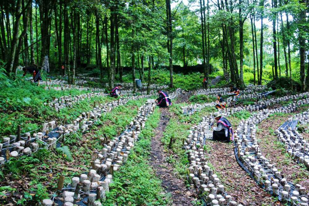 木耳種植基地。次仁央宗攝