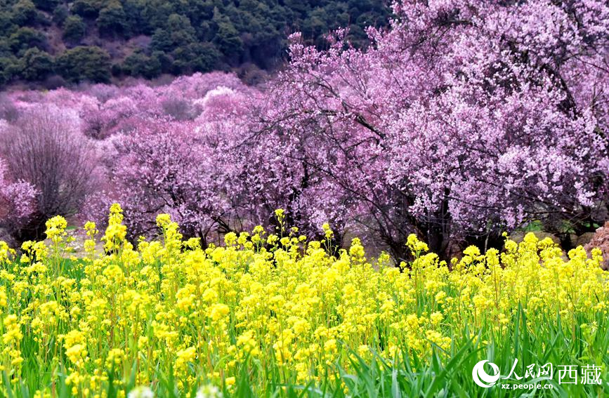 桃花與油菜花勾勒出別樣風(fēng)景。 人民網(wǎng) 李海霞攝