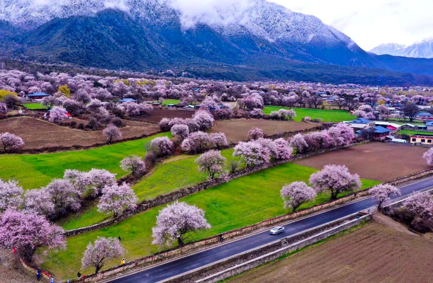 波密縣傾多鎮(zhèn)如納村盛開的桃花。徐馭堯攝