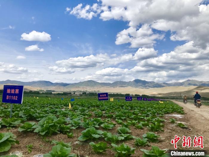 甘肅天?！笆卟私K結地”科技育菜暢外銷：農(nóng)戶駕車下地