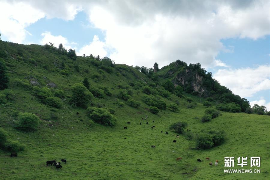 （新華視界）（5）甘肅舟曲：夏日藏鄉(xiāng)畫(huà)中景