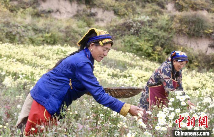 黑水村民在采摘杭白菊。桐鄉(xiāng)市宣傳部提供