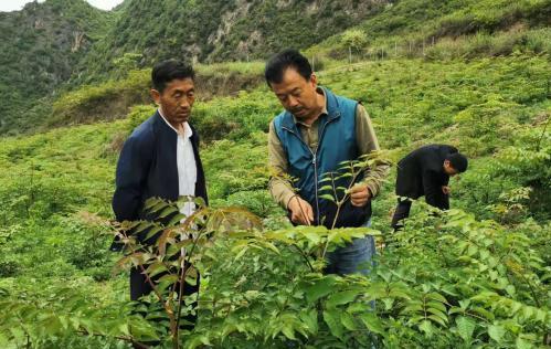 圖為張金利調研適合阿拉村種植的農作物，經過不斷改良技術后，產量大大提高。(資料圖)甘肅省水利廳供圖