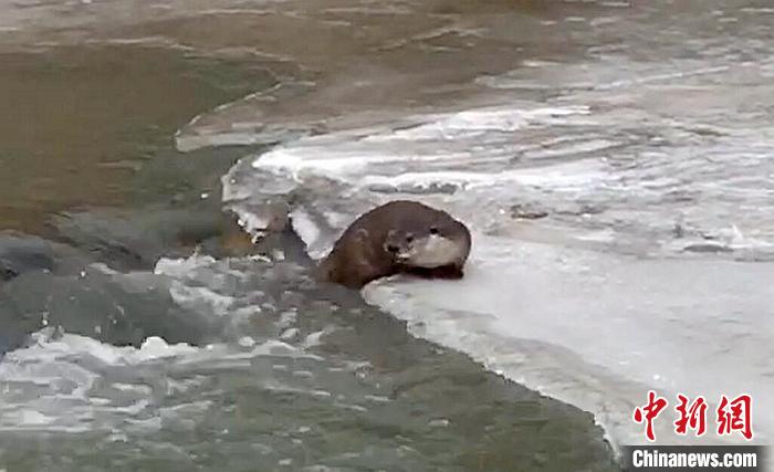 冰面上的國家二級保護動物小爪水獺。視頻截圖