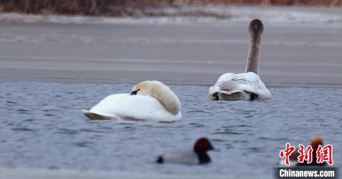 圖為疣鼻天鵝水面休憩。　青海國(guó)家公園觀鳥(niǎo)協(xié)會(huì)供圖 攝