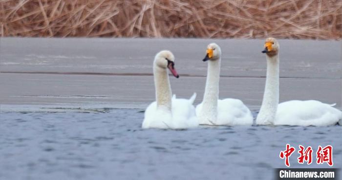 圖為疣鼻天鵝與大天鵝?！∏嗪?guó)家公園觀鳥(niǎo)協(xié)會(huì)供圖 攝